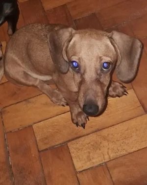 Teckel feita pui maro