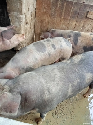 de vânzare porci mari  - imagine 5 de vânzare porci mari  - imagine 5
