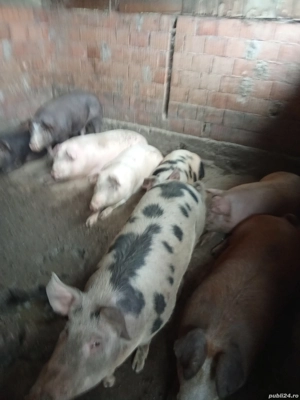 de vânzare porci mari  - imagine 2 de vânzare porci mari  - imagine 2