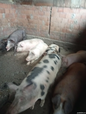 de vânzare porci mari  - imagine 4 de vânzare porci mari  - imagine 4