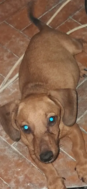 Teckel feita pui maro - imagine 3 Teckel feita pui maro - imagine 3