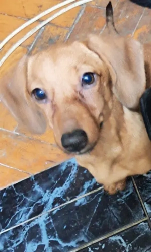 Teckel feita pui maro - imagine 2 Teckel feita pui maro - imagine 2