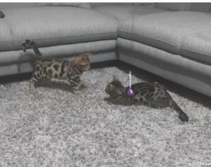 Puii de pisica Bengal .