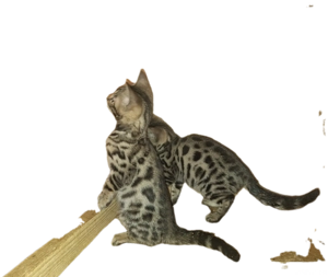 Puii de pisica Bengal . - imagine 3