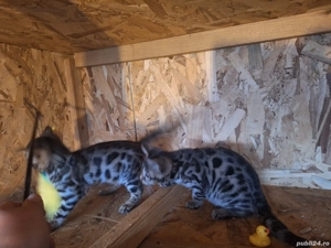 Puii de pisica Bengal . - imagine 2