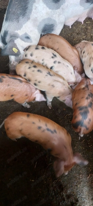 Vand purcei, rasa de carne