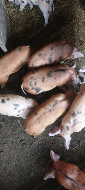 Vand purcei, rasa de carne - imagine 3