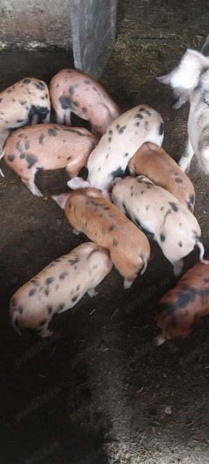 Vand purcei, rasa de carne - imagine 6