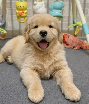 Golden Retriever de vanzare. Puiuți Femele și Masculi Disponibili in Oradea! - imagine 2