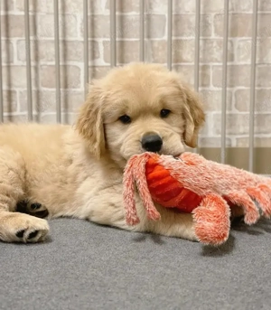 Golden Retriever de vanzare. Puiuți Femele și Masculi Disponibili in Oradea!