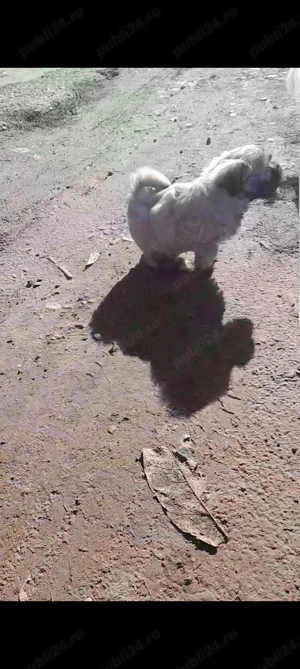 Bichon Maltez de vânzare  - imagine 2 Bichon Maltez de vânzare  - imagine 2