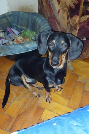 Teckel mascul negru cu pete de foc - imagine 2 Teckel mascul negru cu pete de foc - imagine 2