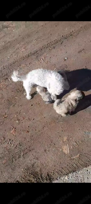 Bichon Maltez de vânzare  - imagine 4 Bichon Maltez de vânzare  - imagine 4