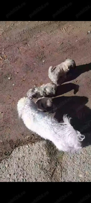 Bichon Maltez de vânzare  - imagine 3 Bichon Maltez de vânzare  - imagine 3
