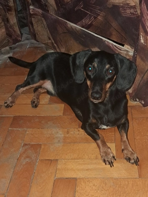 Teckel mascul negru cu pete de foc - imagine 4 Teckel mascul negru cu pete de foc - imagine 4