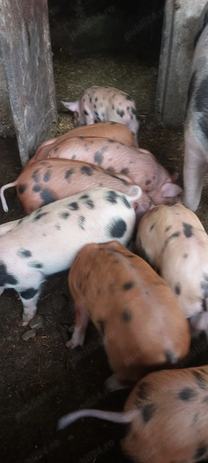 Vand purcei, rasa de carne - imagine 7