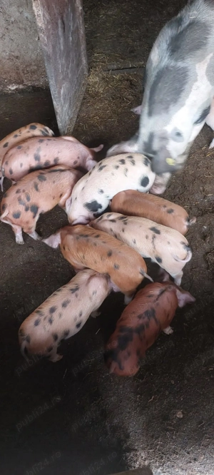 Vand purcei, rasa de carne - imagine 10