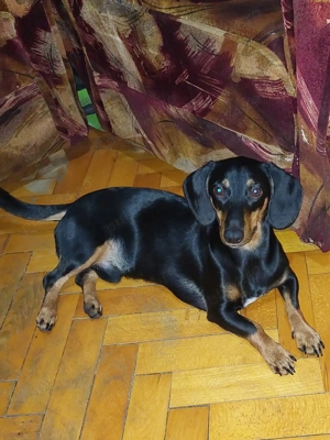 Teckel mascul negru cu pete de foc - imagine 3 Teckel mascul negru cu pete de foc - imagine 3