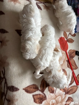 Bichon maltez - imagine 4