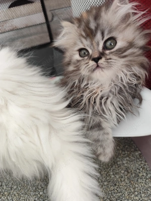 Persană tricoloră  caută  stăpân iubitor 