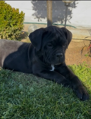 femele cane corso - imagine 2