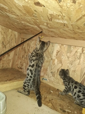 Puii de pisica Bengal . - imagine 4