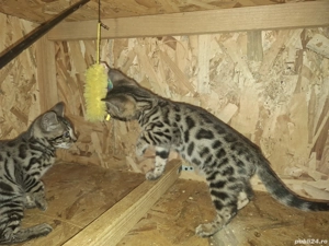 Puii de pisica Bengal . - imagine 5