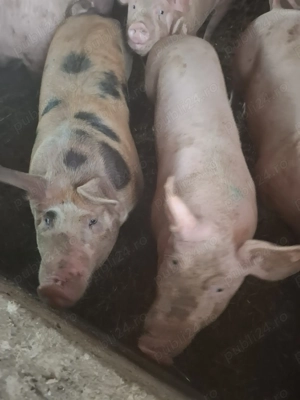 Porci crescuți bio de vânzare  - imagine 2 Porci crescuți bio de vânzare  - imagine 2