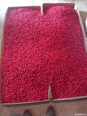 Maciese proaspete 7 ron 