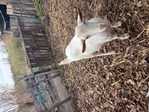 Animale de curte - imagine 2