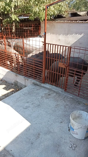 Porci de Vinzare - imagine 3