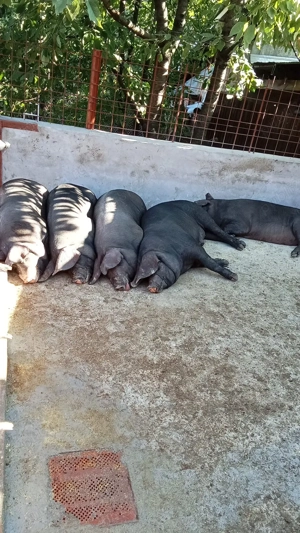 Porci de Vinzare - imagine 4