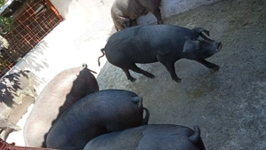Porci de Vinzare - imagine 2