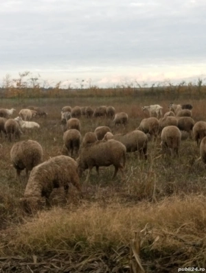 Vand oi... - imagine 2 Vand oi... - imagine 2