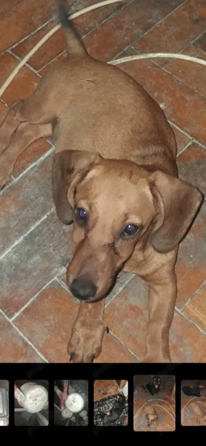 Teckel feita pui maro - imagine 4 Teckel feita pui maro - imagine 4