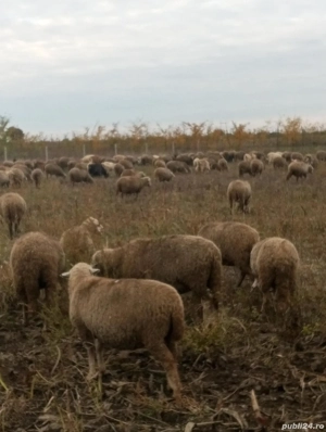 Vand oi... - imagine 3 Vand oi... - imagine 3