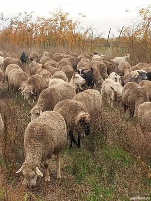 Vand oi... - imagine 4 Vand oi... - imagine 4