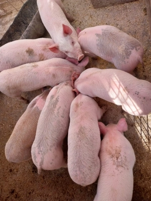 Vând porci - imagine 3 Vând porci - imagine 3