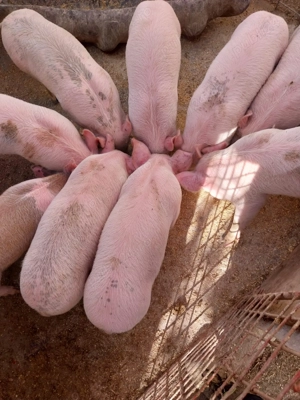 Vând porci - imagine 2 Vând porci - imagine 2