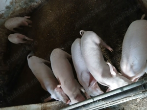 Purcei 10 săptămâni  - imagine 3 Purcei 10 săptămâni  - imagine 3