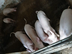 Purcei 10 săptămâni  - imagine 2 Purcei 10 săptămâni  - imagine 2