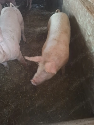 Porci crescuți bio de vânzare  - imagine 5 Porci crescuți bio de vânzare  - imagine 5