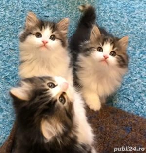 Siberiană de Pădure  - imagine 3