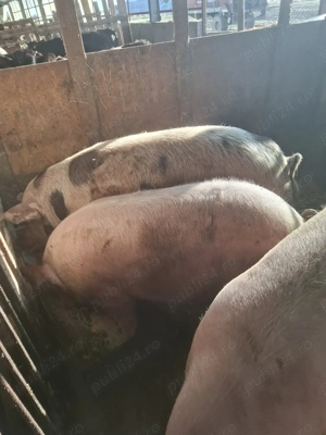 Porci crescuți bio de vânzare  - imagine 6 Porci crescuți bio de vânzare  - imagine 6