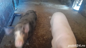 porci de vanzare  - imagine 3