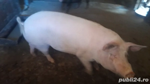 porci de vanzare  - imagine 2
