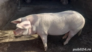 porci de vanzare  - imagine 4