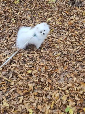 Pomeranian toy mascul SUPER OCAZIE