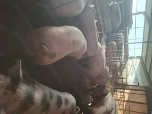 Porci crescuți bio de vânzare  - imagine 3 Porci crescuți bio de vânzare  - imagine 3