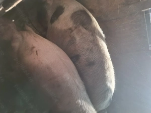 Porci crescuți bio de vânzare  - imagine 4 Porci crescuți bio de vânzare  - imagine 4